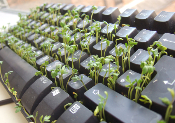 Plants in keyboard