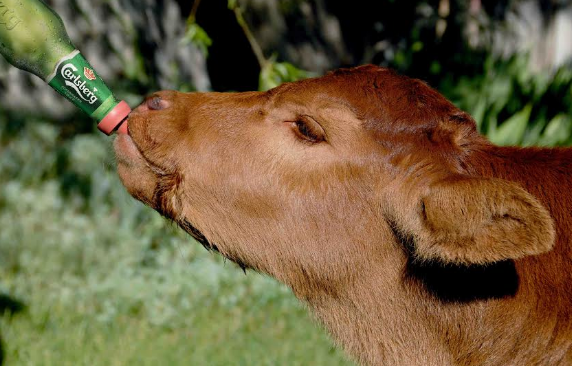 Carlsburger cattle